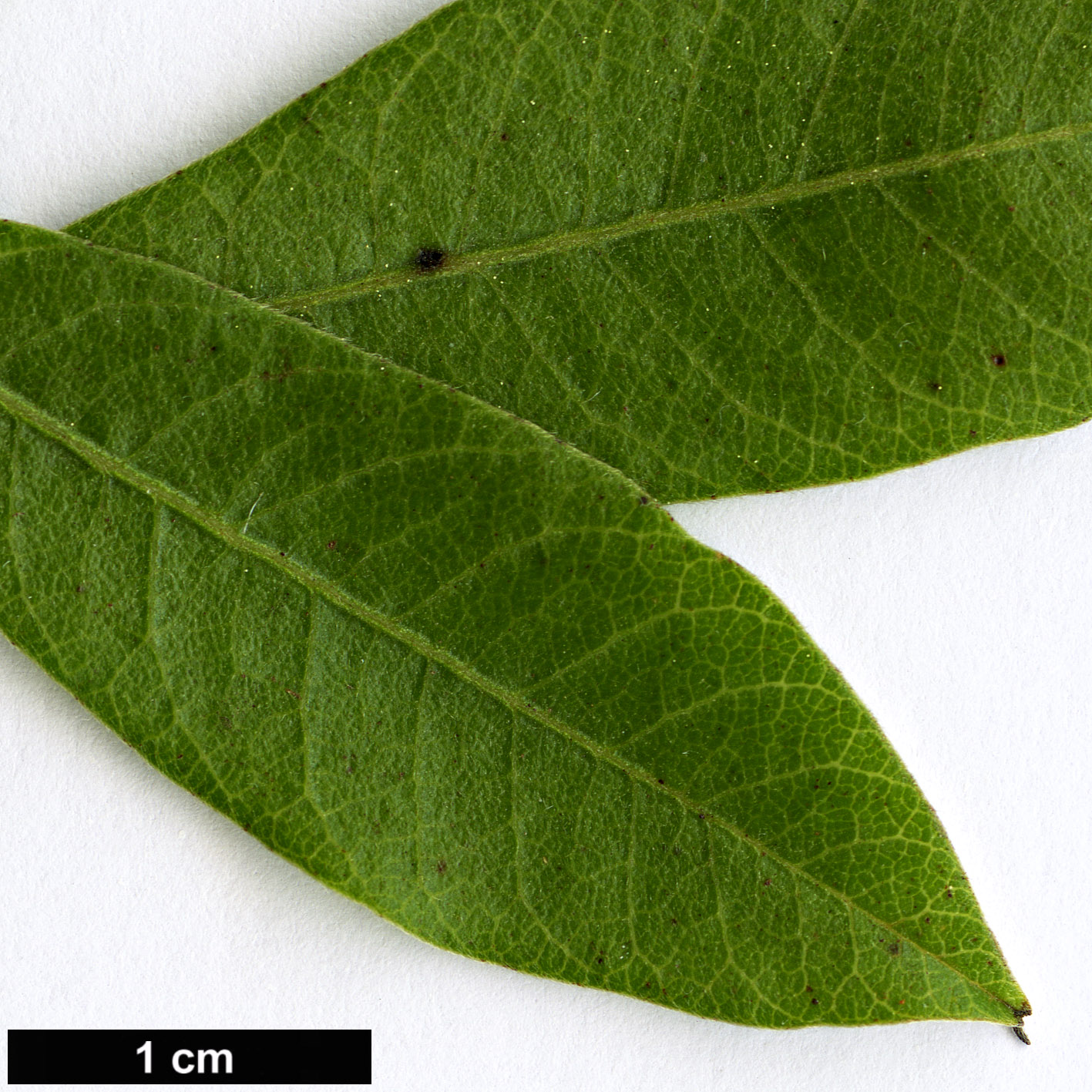 High resolution image: Family: Anacardiaceae - Genus: Rhus - Taxon: pyroides